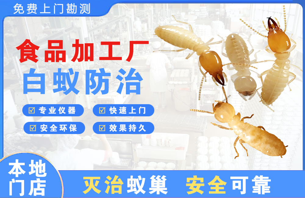 河池食品加工厂白蚁防治