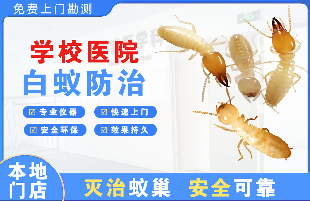 河池学校医院白蚁防治